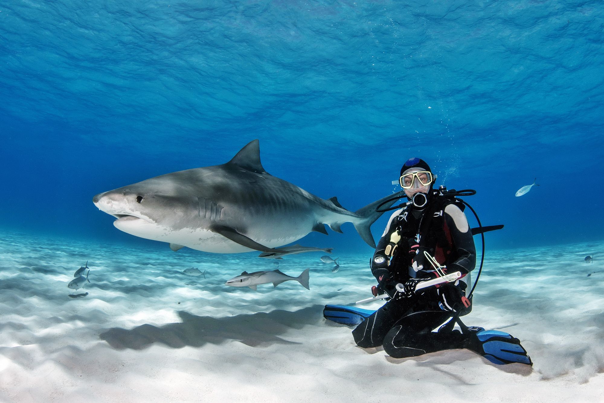 Palau Shark Diving: Encounters with Reef and Pelagic Species